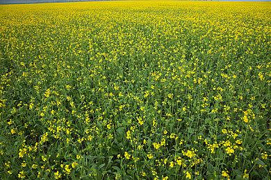 合作生存游戏《夜莺》再次跳票 2023年秋季推出抢先体验